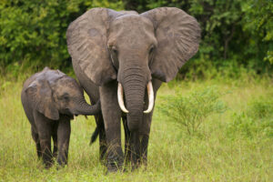 iStock-105701467AA at Royal Jozini Private Game Reserve, Lake Jozini, Eswatini